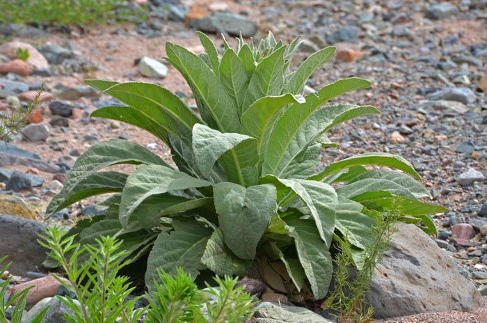 Common Mullein is an introduced species from Europe that has now adapted to most geographic areas of North America. It is listed as a noxious and weedy species by 46 states. Verbascum thapsus 